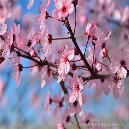 2024最新唯美桃花盛开图片大全