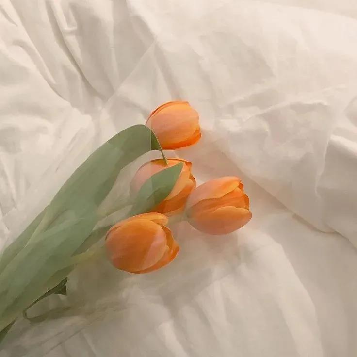 花的图片适合做头像|盛不盛开，花都是花
