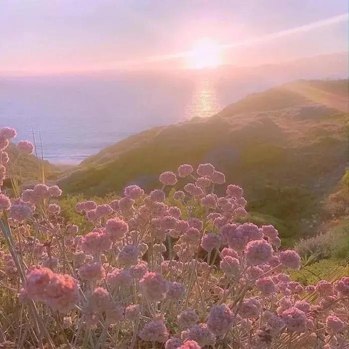 花的图片精选|总有人手捧鲜花为你而来