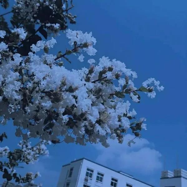 蓝色背景图图片唯美|置身蓝色浪漫里的花卉