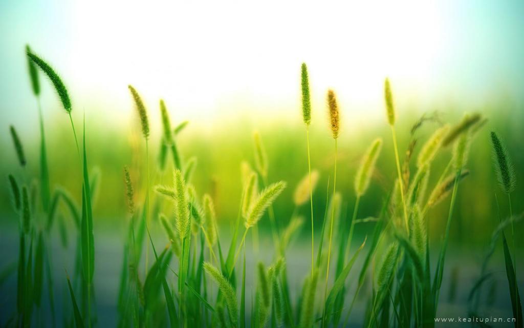 清晨的植物生机勃勃大自然风景唯美图片