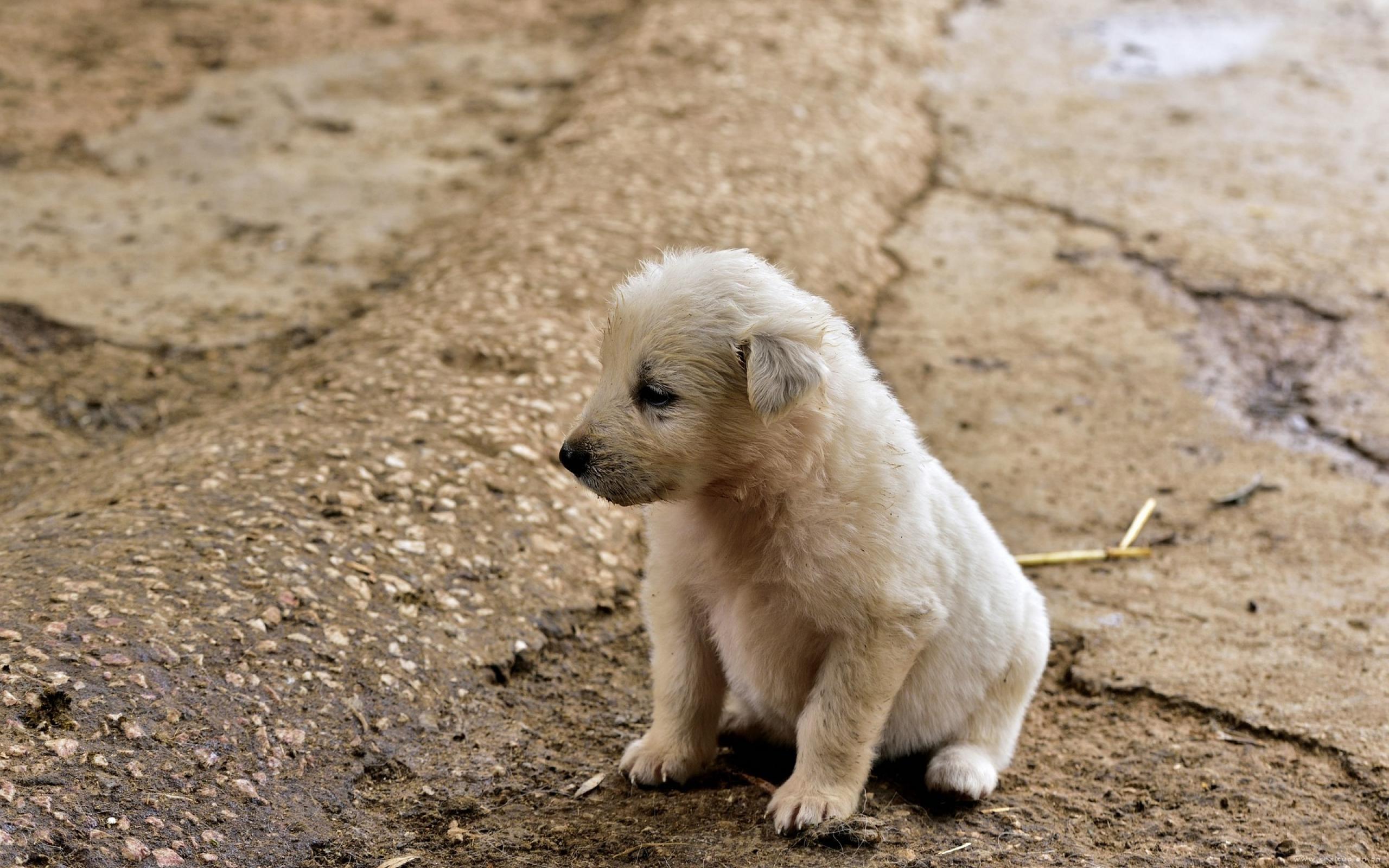 呆萌好看的可爱宠物狗高清桌面壁纸图片大全