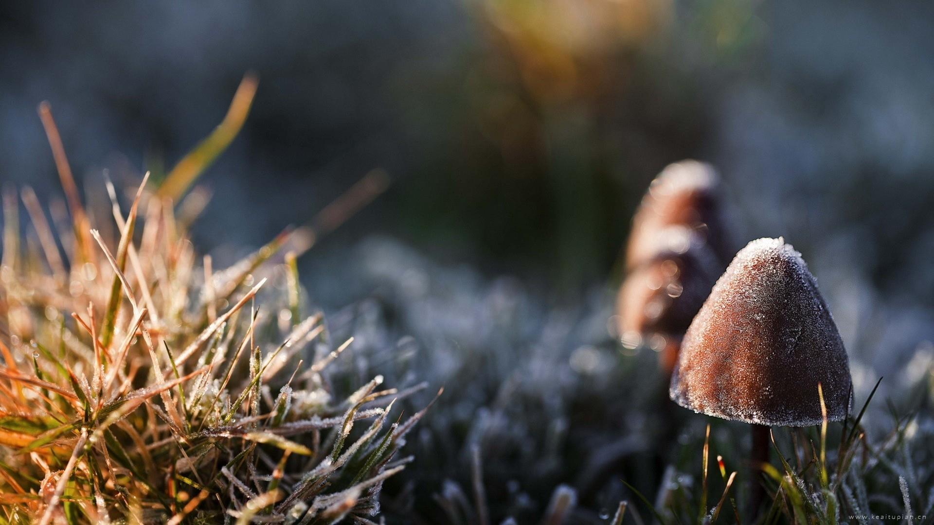 高清镜头下的野生蘑菇超清电脑桌面壁纸图片