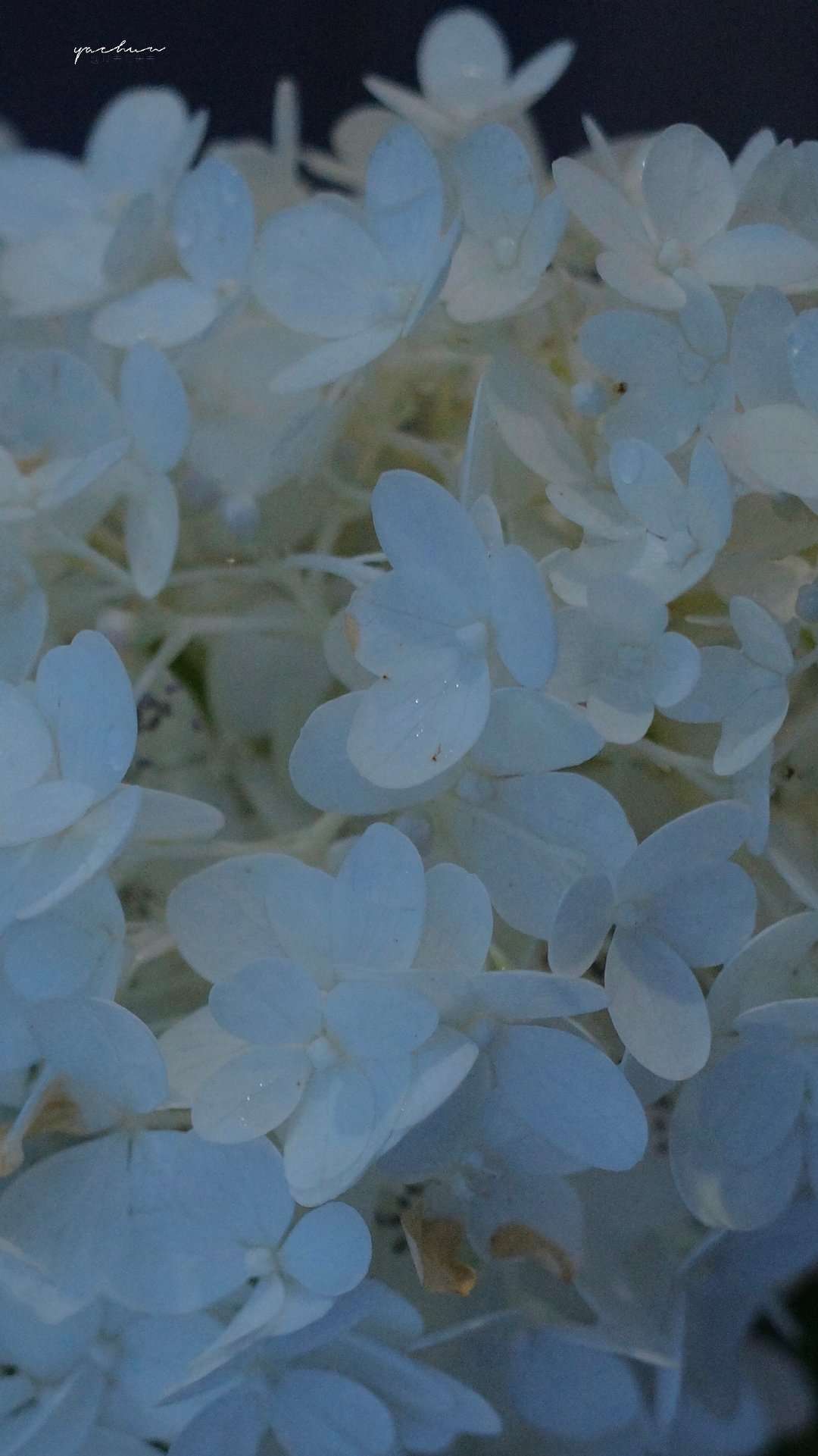 唯美暗色调静物风景孤独文艺图片壁纸