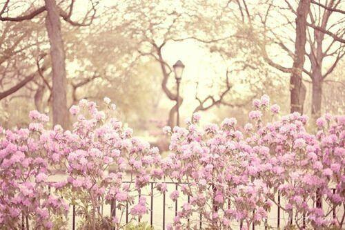 花开唯美高清特写桌面壁纸图片大全