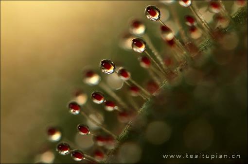 最新微距之下的晶透的漂亮水珠深深吸引我图片