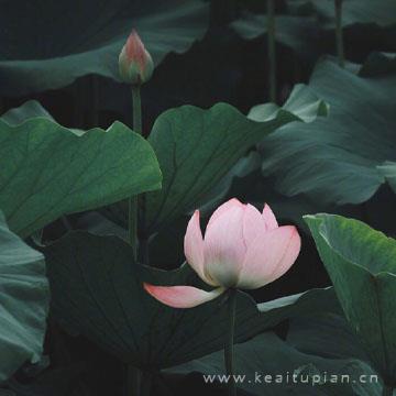 唯美真实莲花微信头像，适合做微信头像的莲花图片