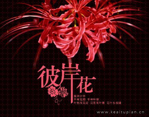 绝望的爱情痛苦的人生就像是彼岸花一样图片