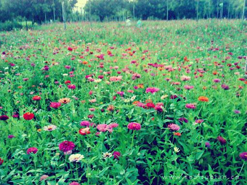 小清新风景唯美花开风景壁纸图片