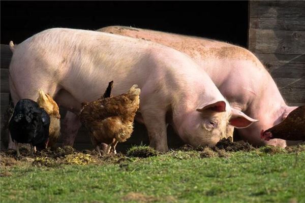 梦见杀好的又白又大的肥猪