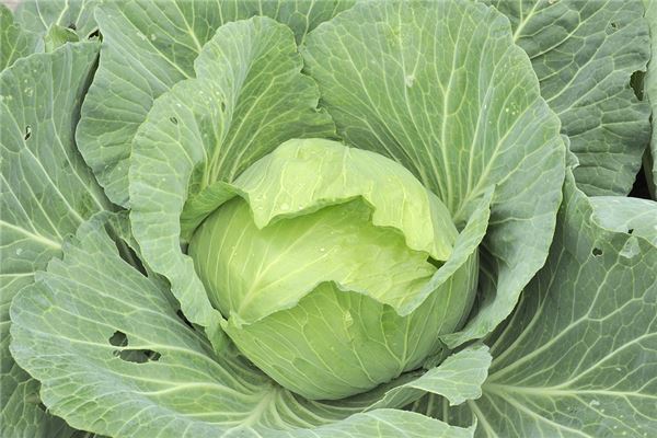 女人梦见包菜是什么意思