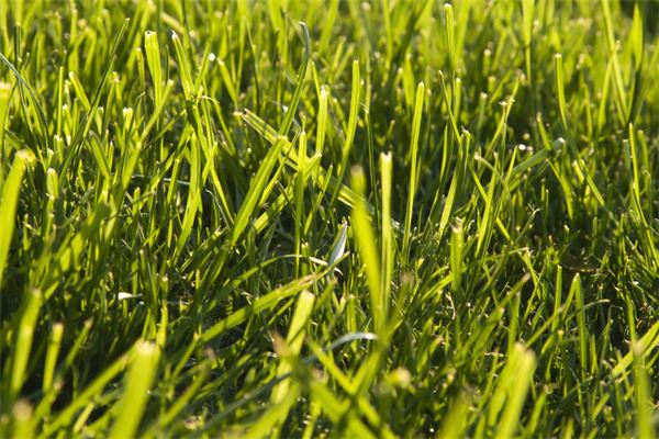 女人梦见拔草连根拔掉