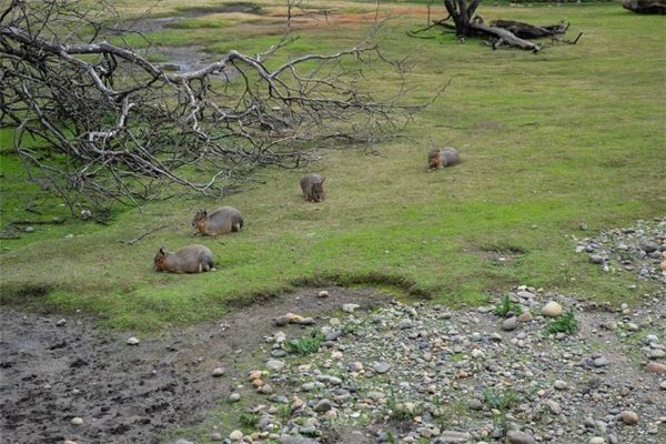 梦见各种动物跑自己家里来