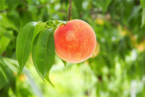 女人梦见满树熟透桃子