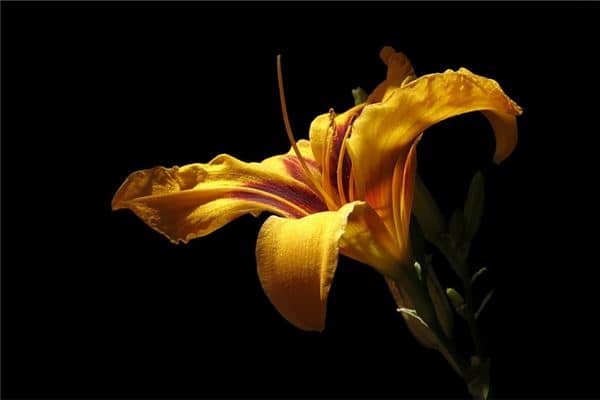 梦见盛开的黄花是什么意思