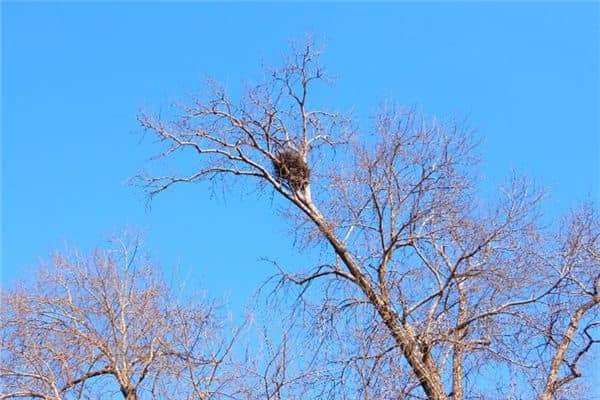 梦见掏鸟窝是什么意思