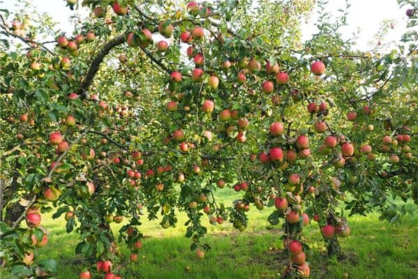 梦见果园里硕果累累是什么意思