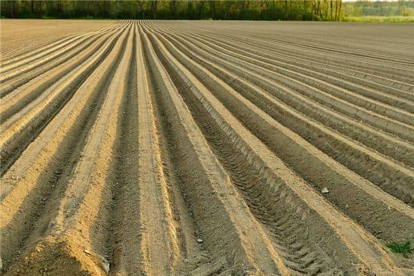 梦见往土里埋种子是什么意思