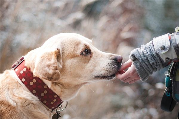 梦见和狗玩耍是什么意思