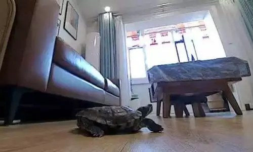 家里养龟十大禁忌是什么