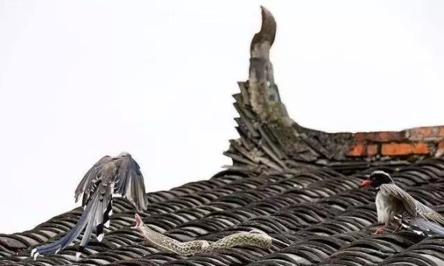 自古以来蛇进家为什么不能打？