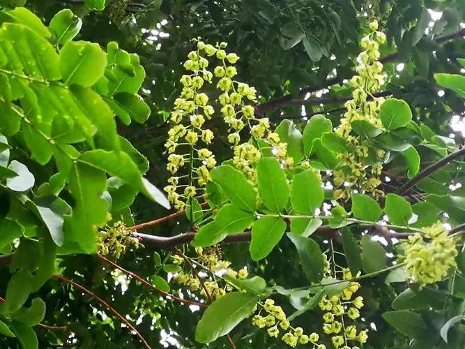 皂角树在风水上的一些禁忌