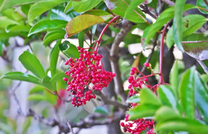 南天竹摆放指南，室内外位置与风水建议