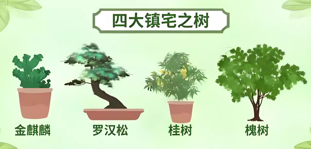四大镇宅之树是否可以一起种植