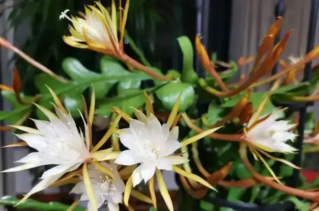 十大不吉利花 容易招霉运的10种花