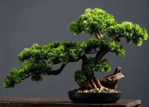 迎客松在客厅的正确打开方式