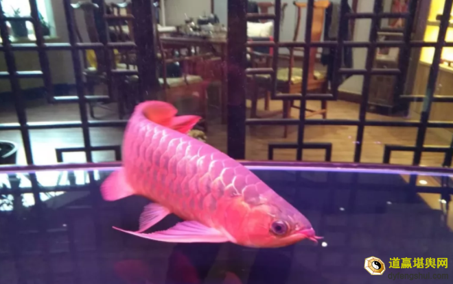 你家鱼缸摆对了吗——鱼缸旺财风水说