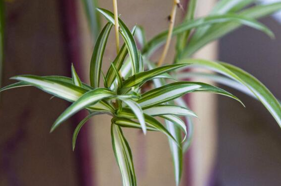 家里养吊兰对风水好吗？有哪些禁忌？