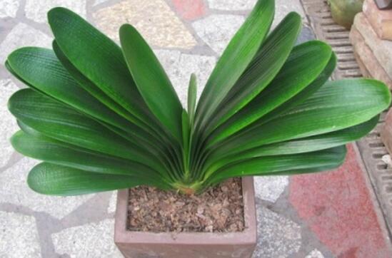 君子兰摆放禁忌有哪些?