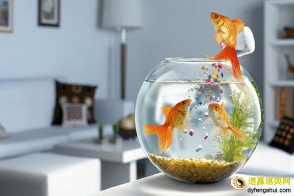 家里放哪几样东西招财又转运