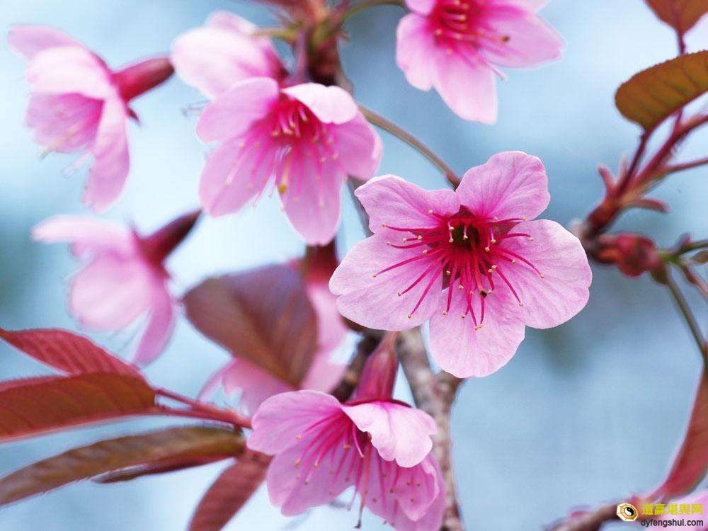 家中桃花位怎么找