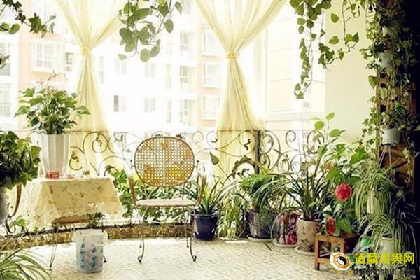 阳台十大化煞招财植物