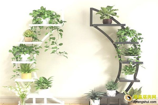 镇宅招财旺人的植物