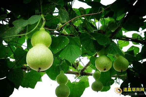 院子里种葫芦风水好不好？