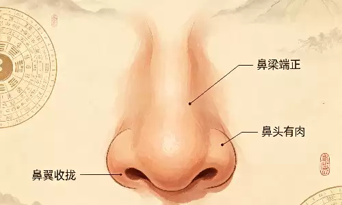 牛鼻别看鼻型憨厚，却是富贵本命