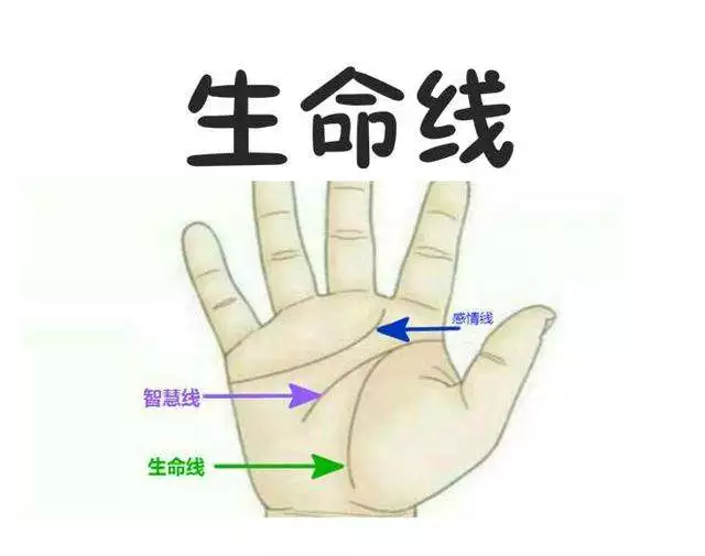 生命线短的人真的寿命比较短吗？手相学怎么看