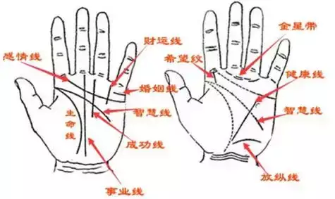 掌纹三线全解析 看懂你的健康、事业和爱情