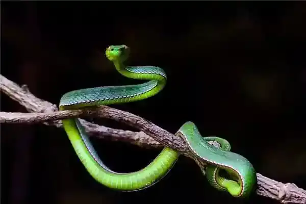 梦见蛇咬自己意味着什么？详解吉凶与运势