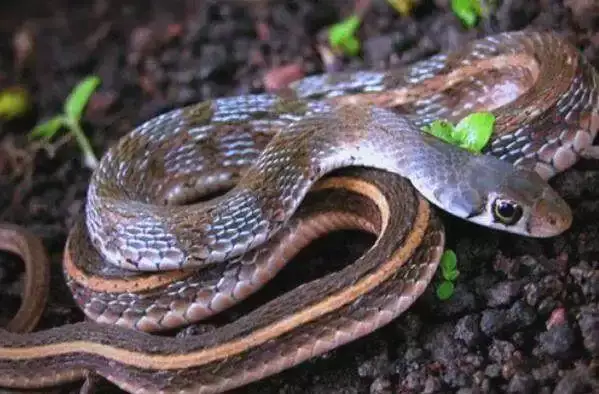 做梦梦见别人杀蛇？解密这一梦境带来的正负预兆