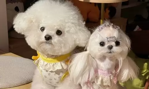 梦见白色的狗有何寓意？暗藏这些征兆