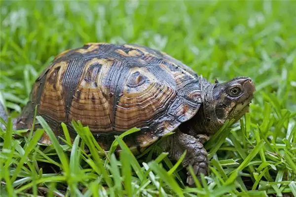 梦见乌龟是什么意思？不同梦境下的运势暗示