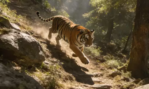 下山虎为何中年后运势大反转