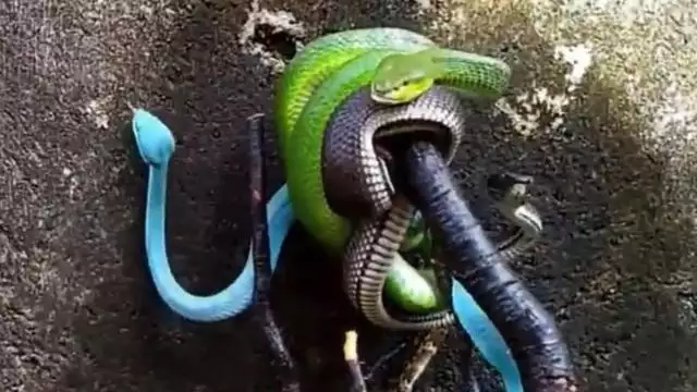 梦见好多蛇？看看你的吉凶预兆