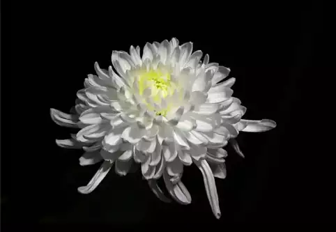 梦见去吊唁的意思 不同时间段梦见去吊唁的征兆