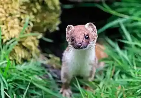 看见黄鼠狼意味着什么，预兆与寓意全面解析