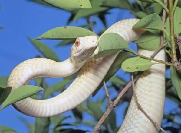 梦见大白蛇有什么预兆？财运与感情解析